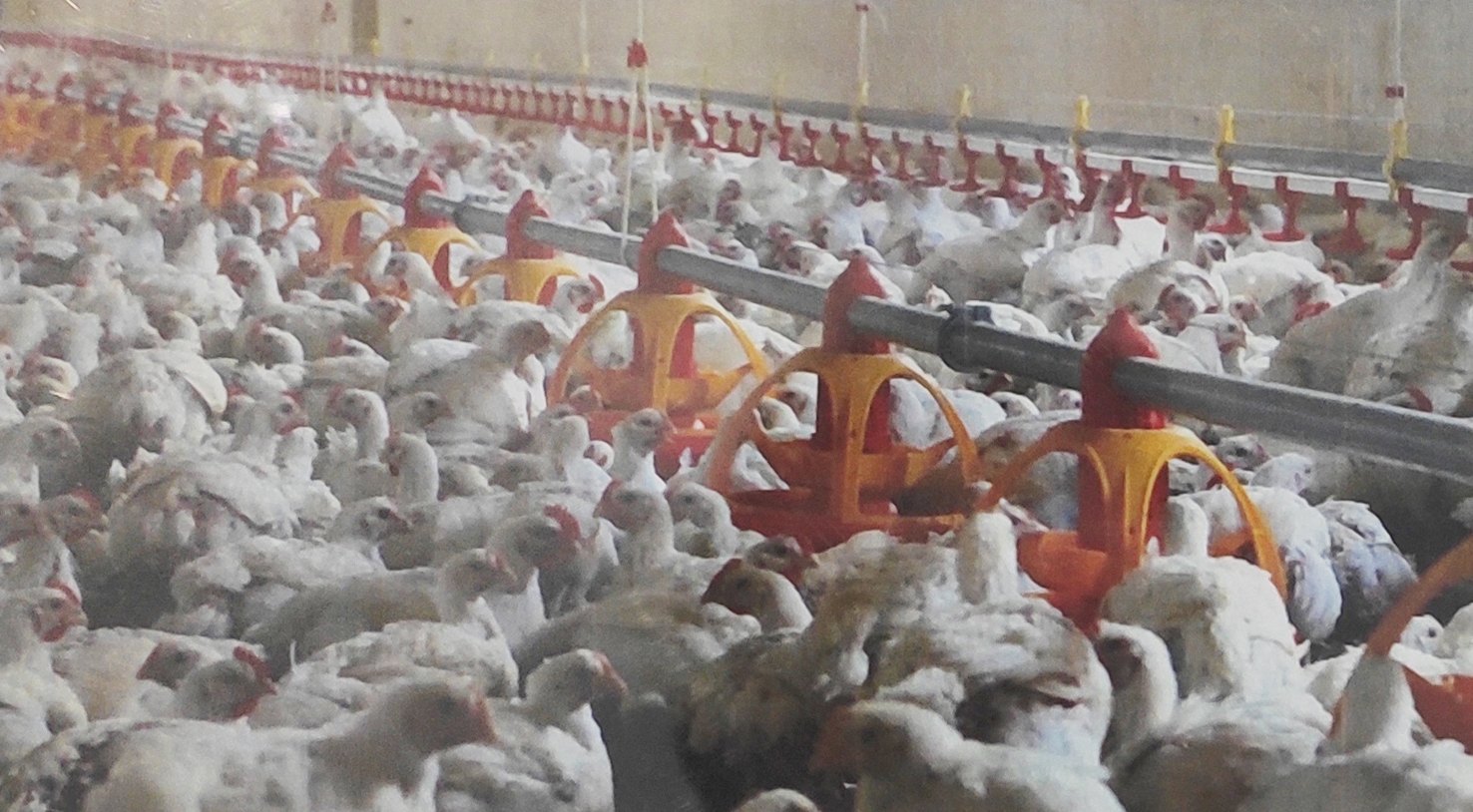 養殖場自動投喂器纖維絞盤繩 養殖場自動投喂器纖維絞盤繩